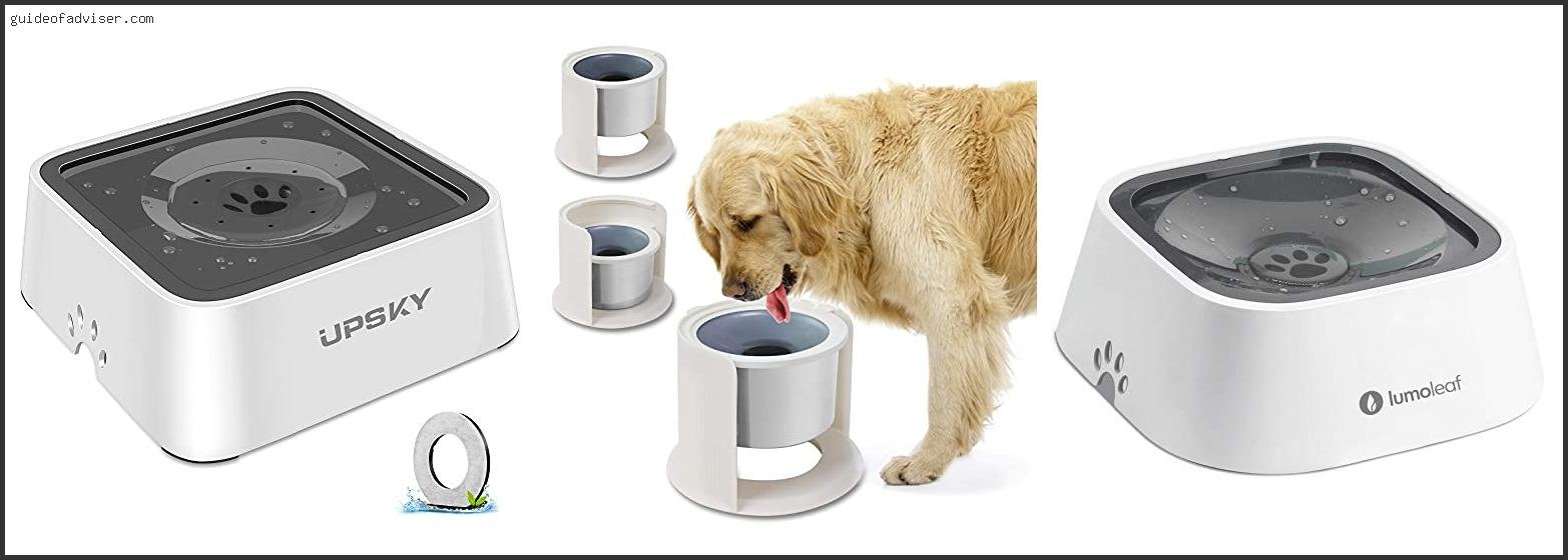 Top 10 Best Slow Drinking Water Bowl For Dogs Of 2025 ( Updated ) Best Slow Drinking Water Bowl For Dogs