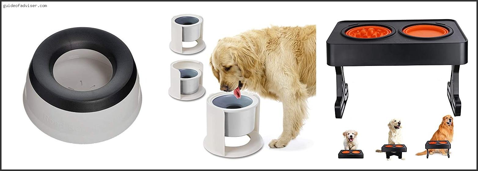 Top 10 Best Slow Water Bowl For Dogs Of 2025 ( Updated ) Best Slow Water Bowl For Dogs